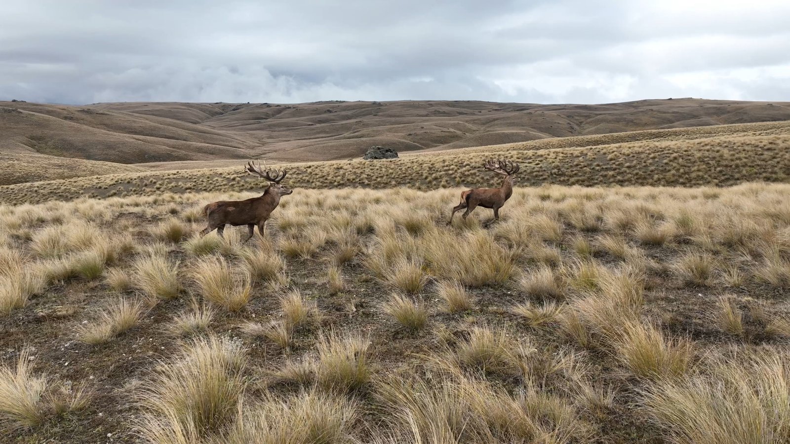 Trophy stags on the Rawhiti tussock
