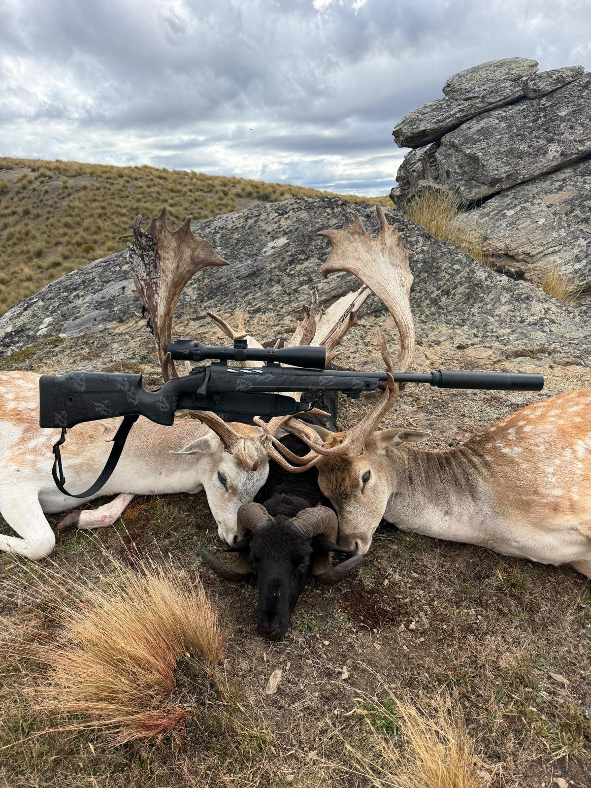 Fallow Buck country