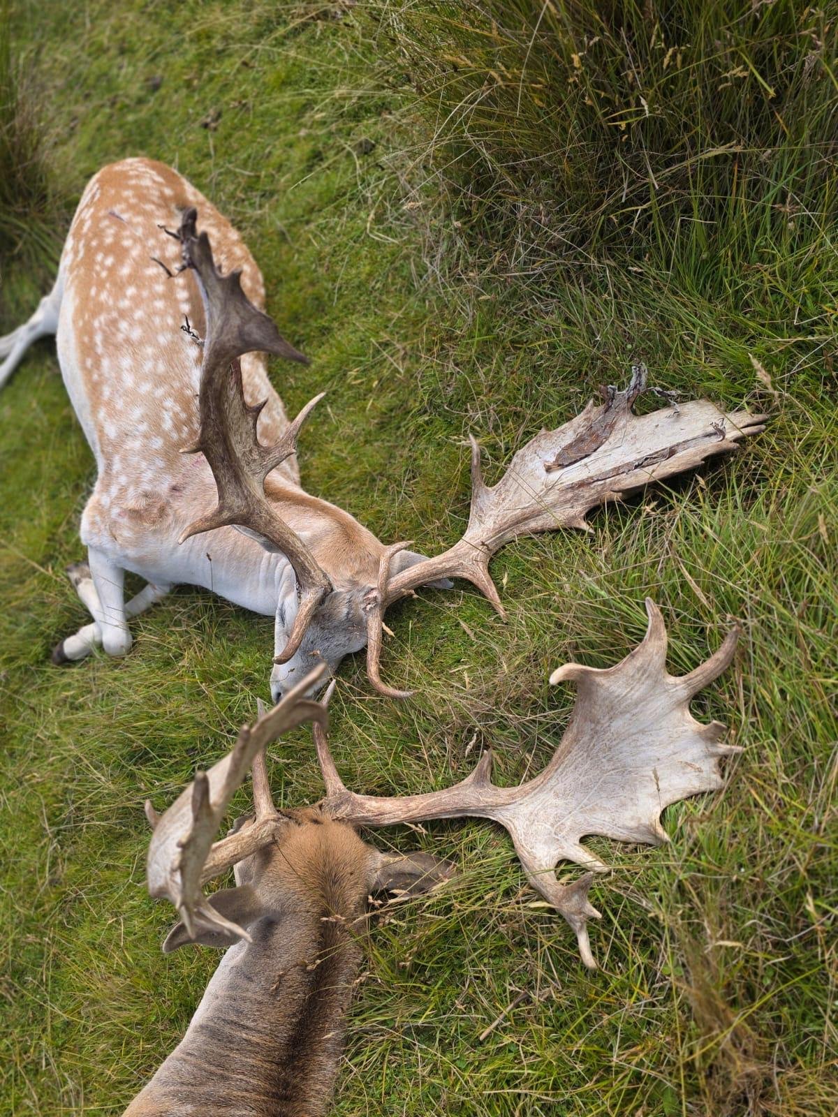 Red stag