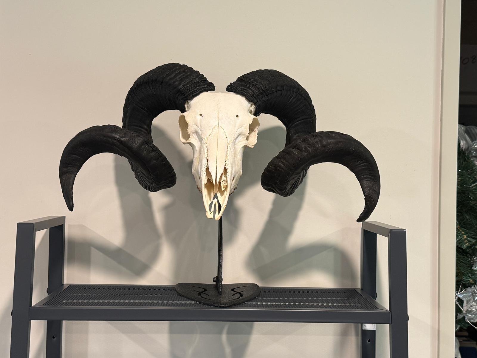 Arapawa ram