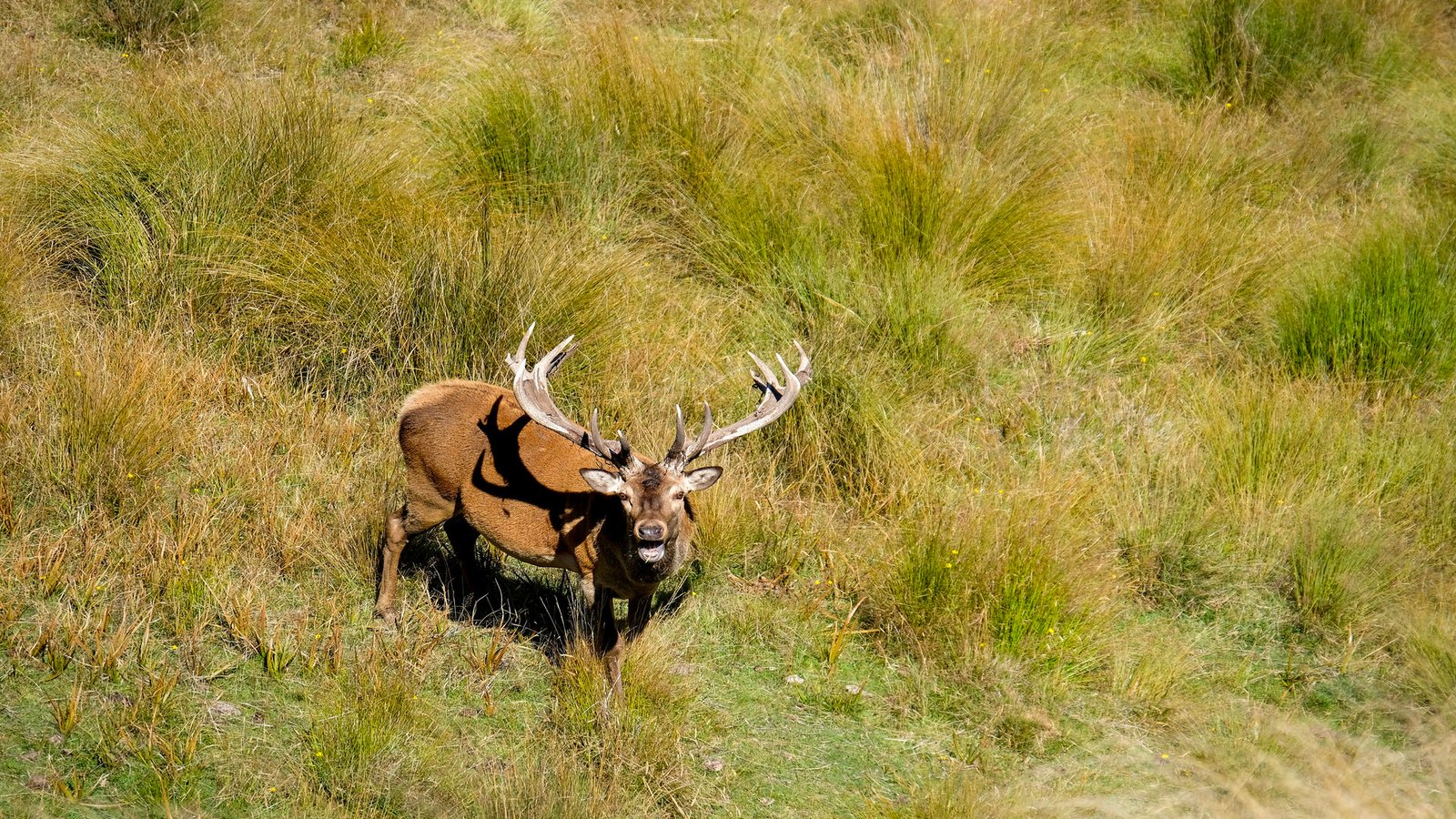 Red stag