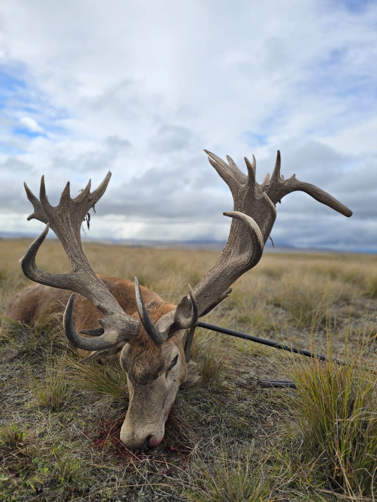 Red stag hunt