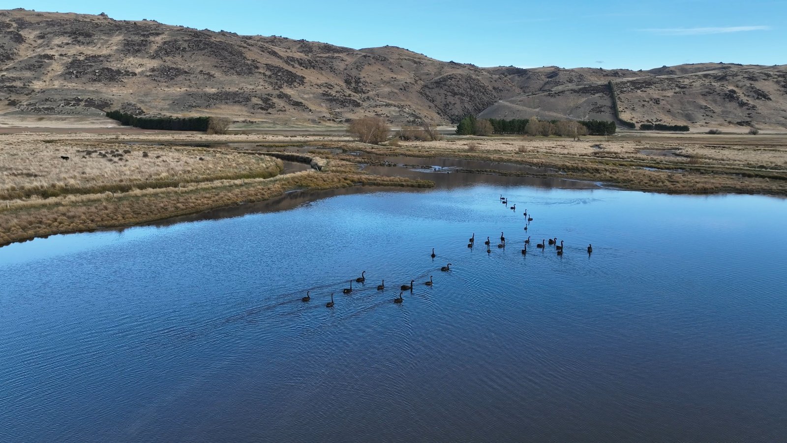 Waterfowl on the wetlands